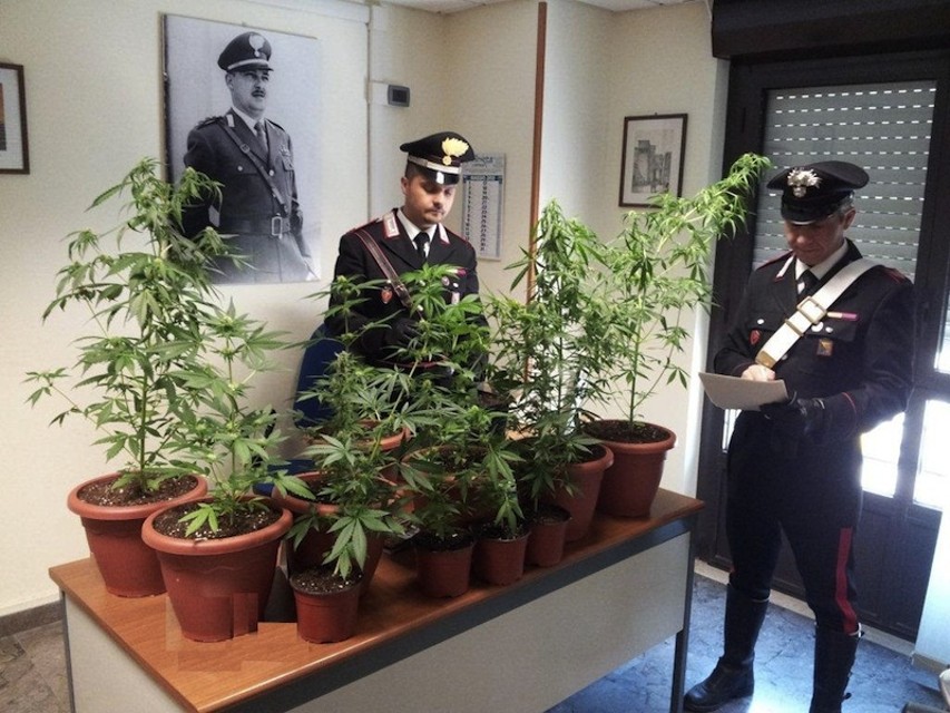 Sequestro di marijuana