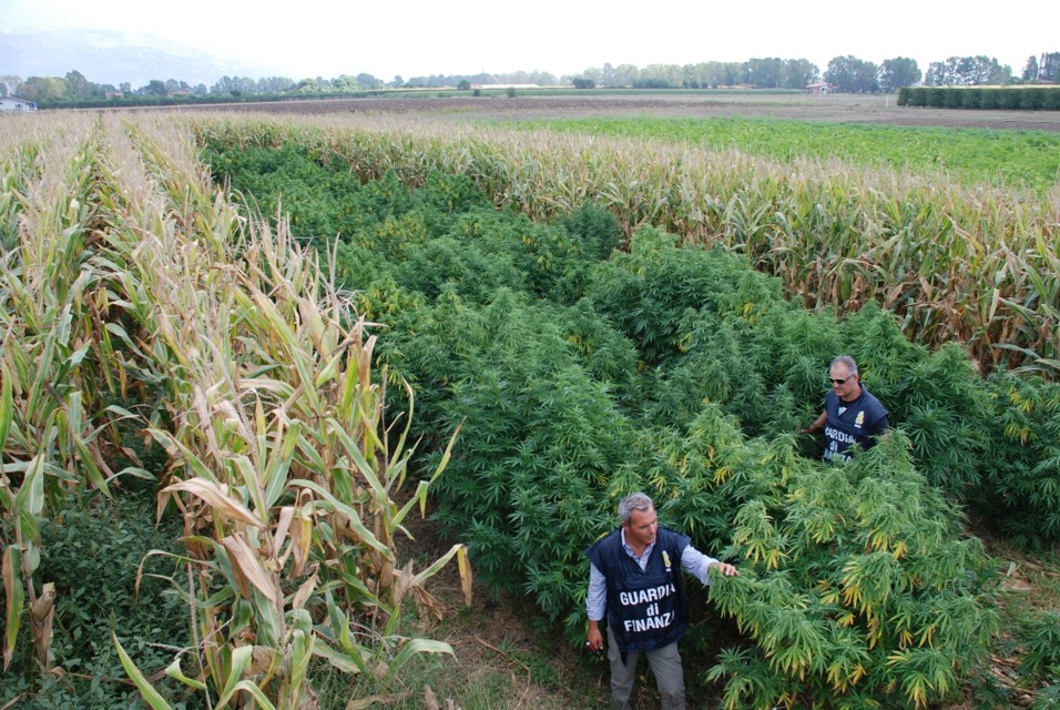 TORINO. Boom di marijuana in campi agricoli, sequestri quadruplicati