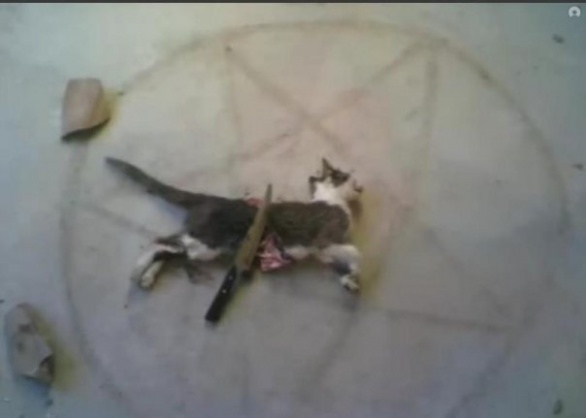 riti satanici sui gatti