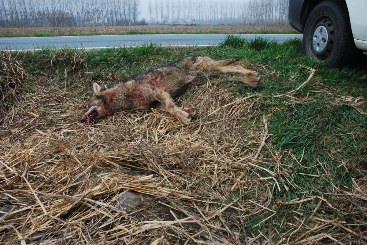 Lupo_Airasca_11_03_2014_2_r