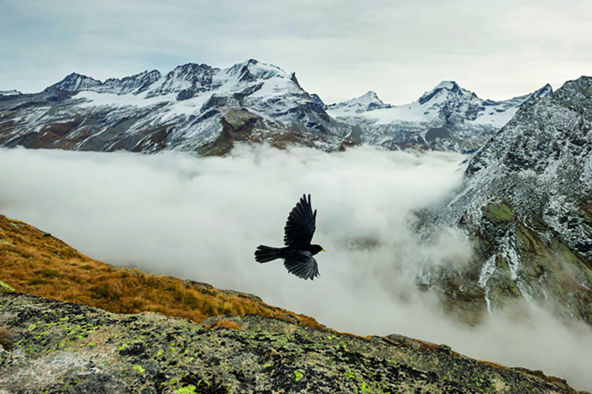 Gran Paradiso NP MM8236