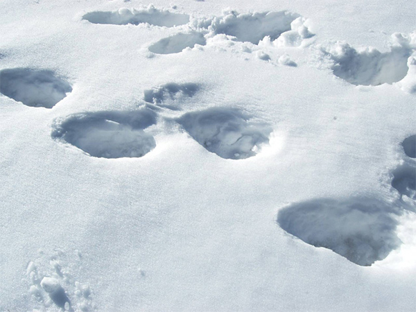 TORINO. Maltempo: Piemonte, 40 centimetri neve fresca al Sestriere