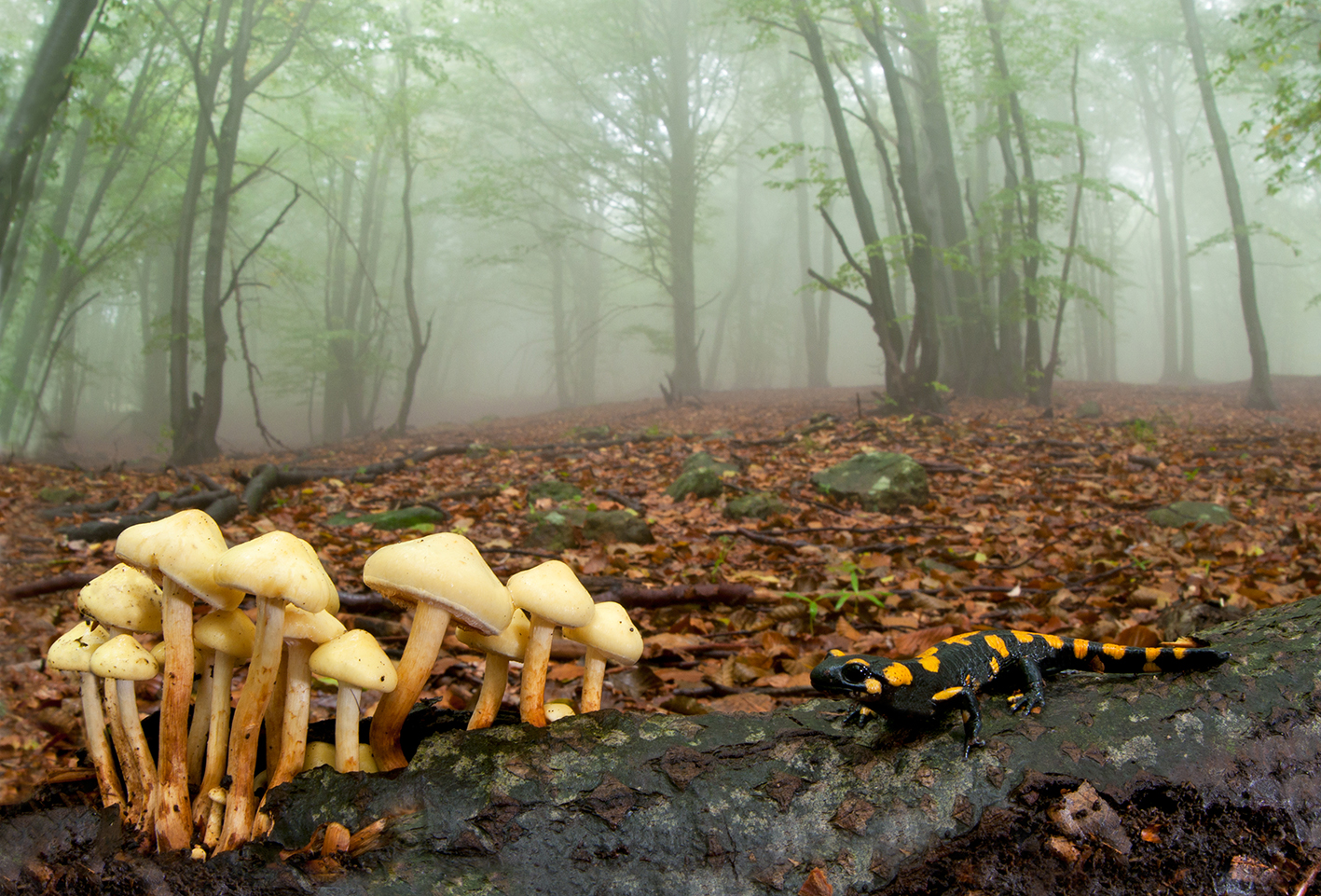 Atmosfere d'autunno - Marco Bertolini - 3¯ Micromondo