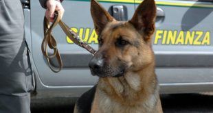 cane-guardia-di-finanza