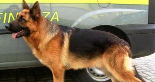 VERBANIA. Cane antidroga scopre studente a scuola con gli spinelli