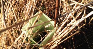 Scarmagno barbatelle